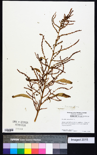 Amaranthus cannabinus image