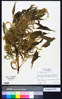 Amaranthus cannabinus image