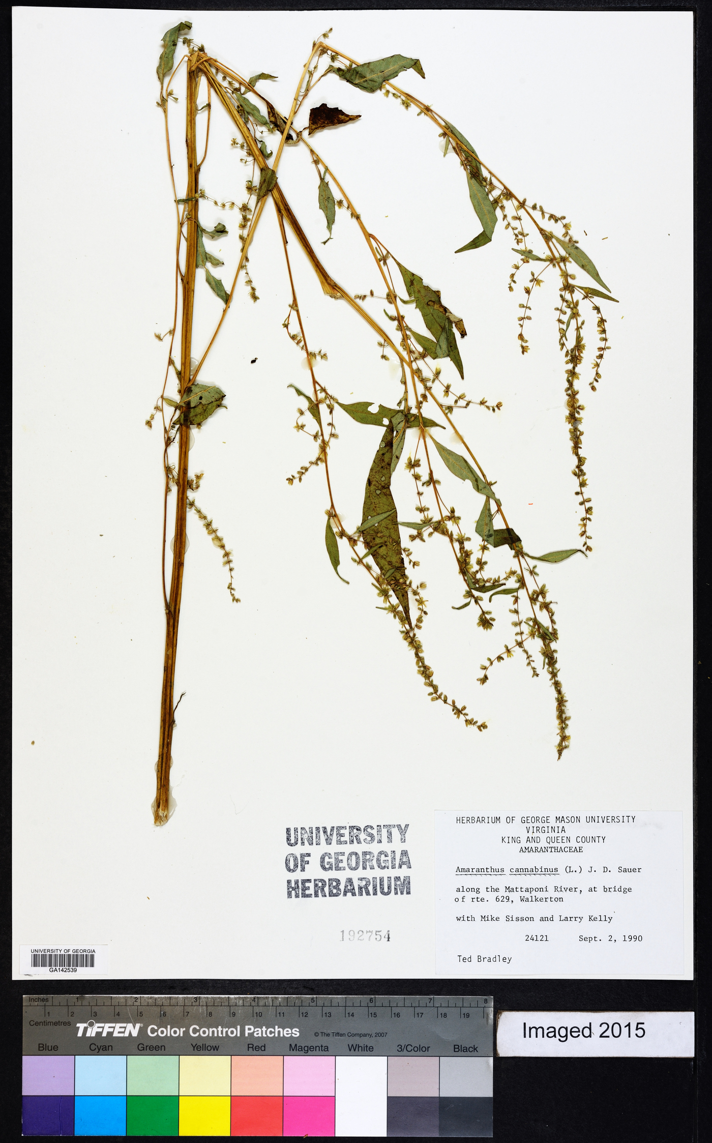 Amaranthus cannabinus image