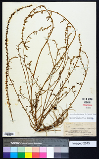 Amaranthus floridanus image