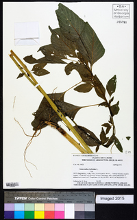 Amaranthus hybridus image