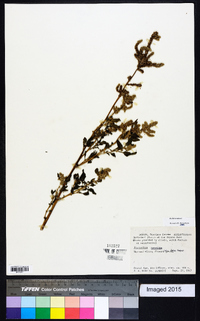 Amaranthus hybridus image