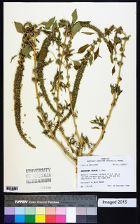 Amaranthus palmeri image