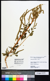 Amaranthus palmeri image