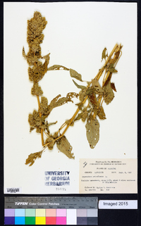 Amaranthus retroflexus image