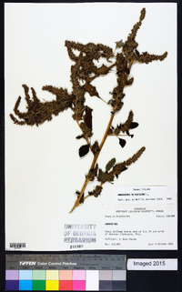 Amaranthus retroflexus image