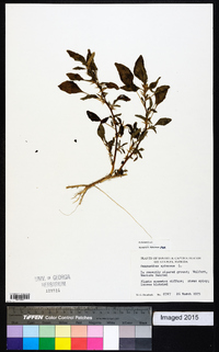 Amaranthus spinosus image