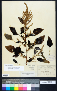 Amaranthus spinosus image