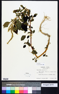 Amaranthus spinosus image