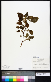 Amaranthus spinosus image