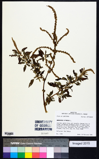 Amaranthus spinosus image