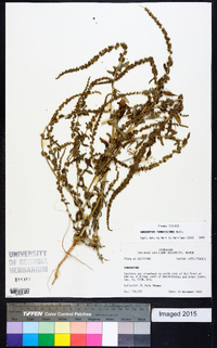 Amaranthus tuberculatus image