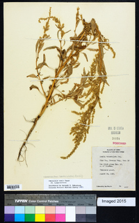 Amaranthus tuberculatus image