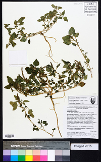 Amaranthus viridis image