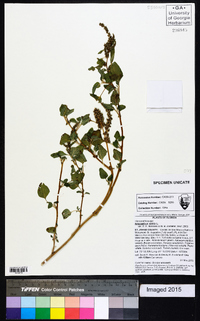 Amaranthus viridis image