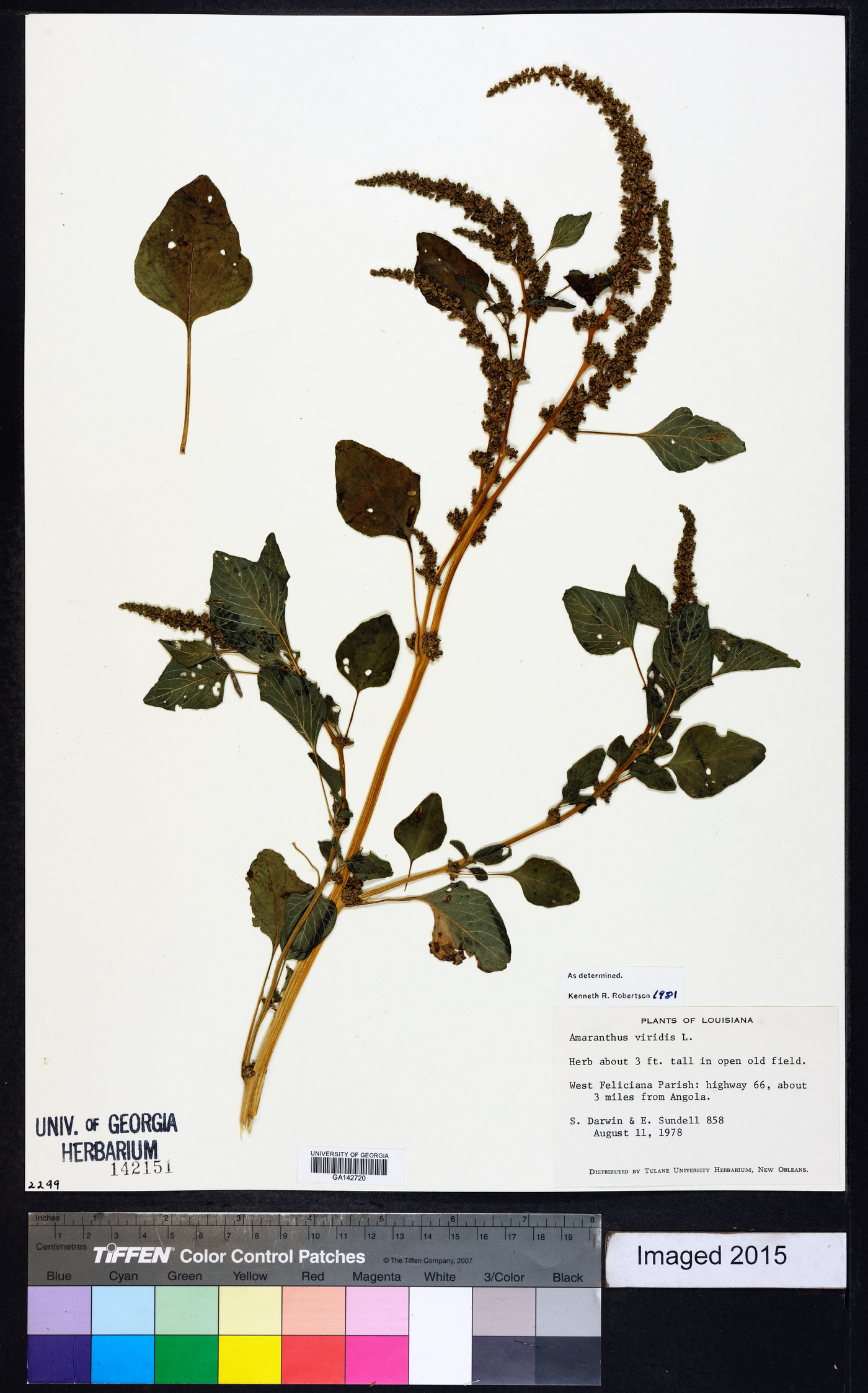 Amaranthus viridis image