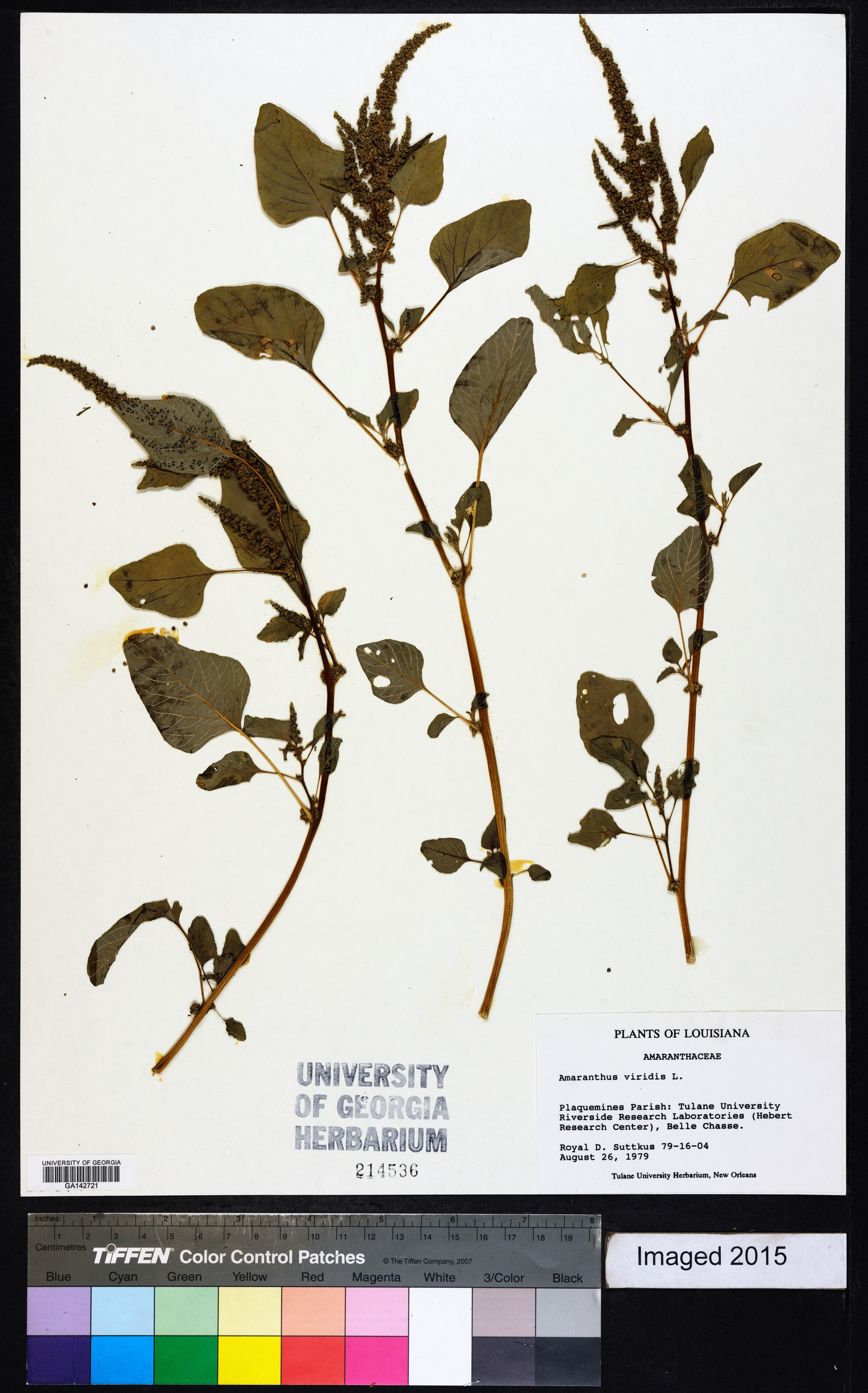 Amaranthus viridis image