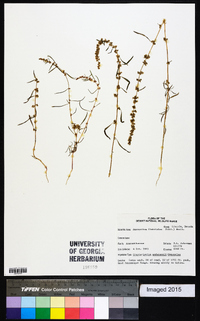 Amaranthus fimbriatus image