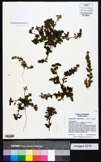 Amaranthus californicus image