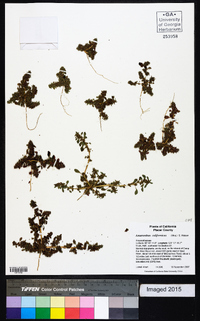 Amaranthus californicus image