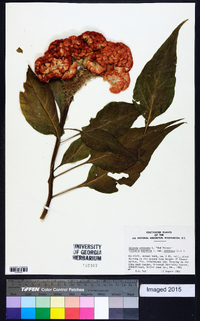 Celosia cristata image