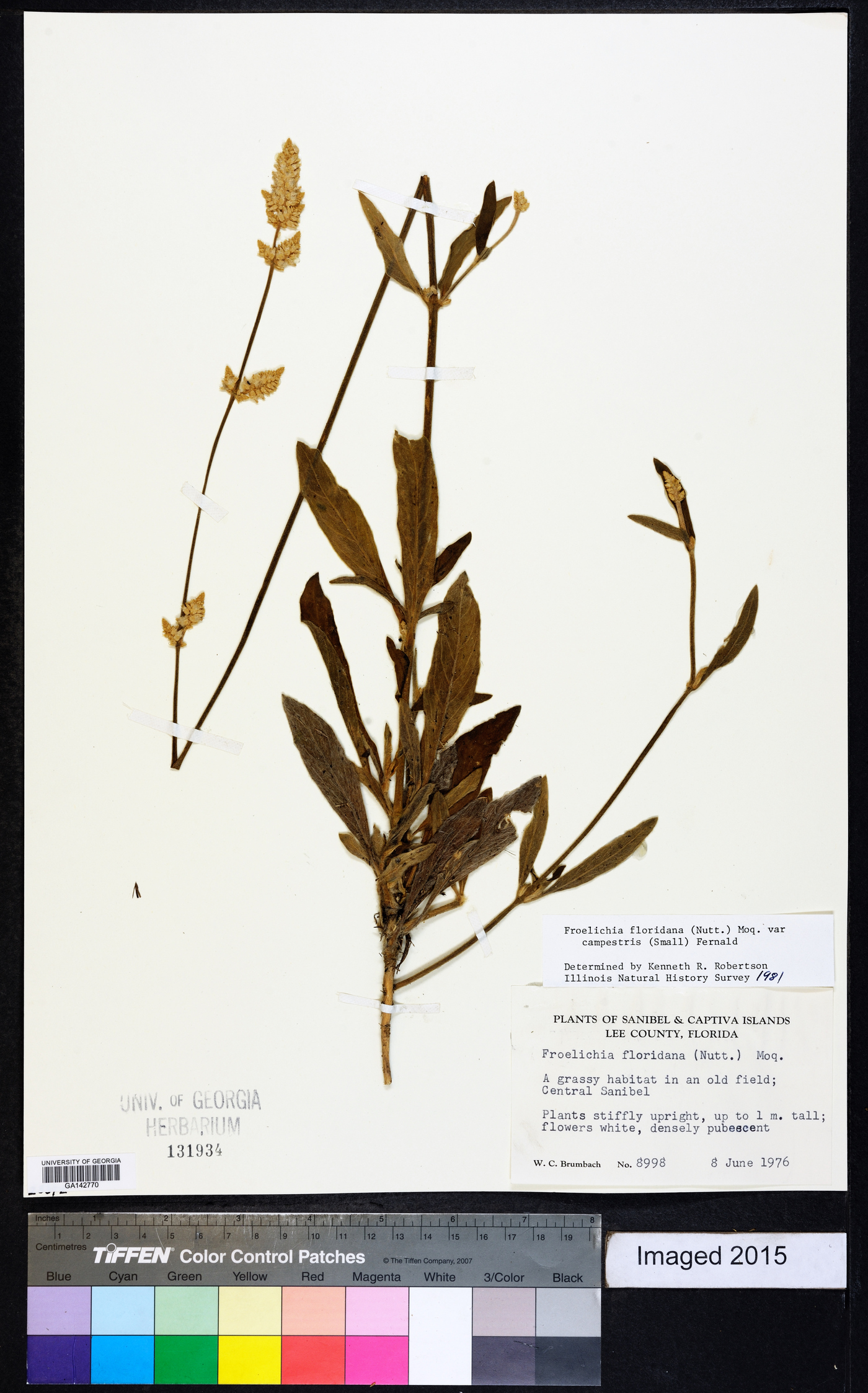 Froelichia floridana var. campestris image