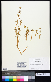 Gossypianthus lanuginosus image