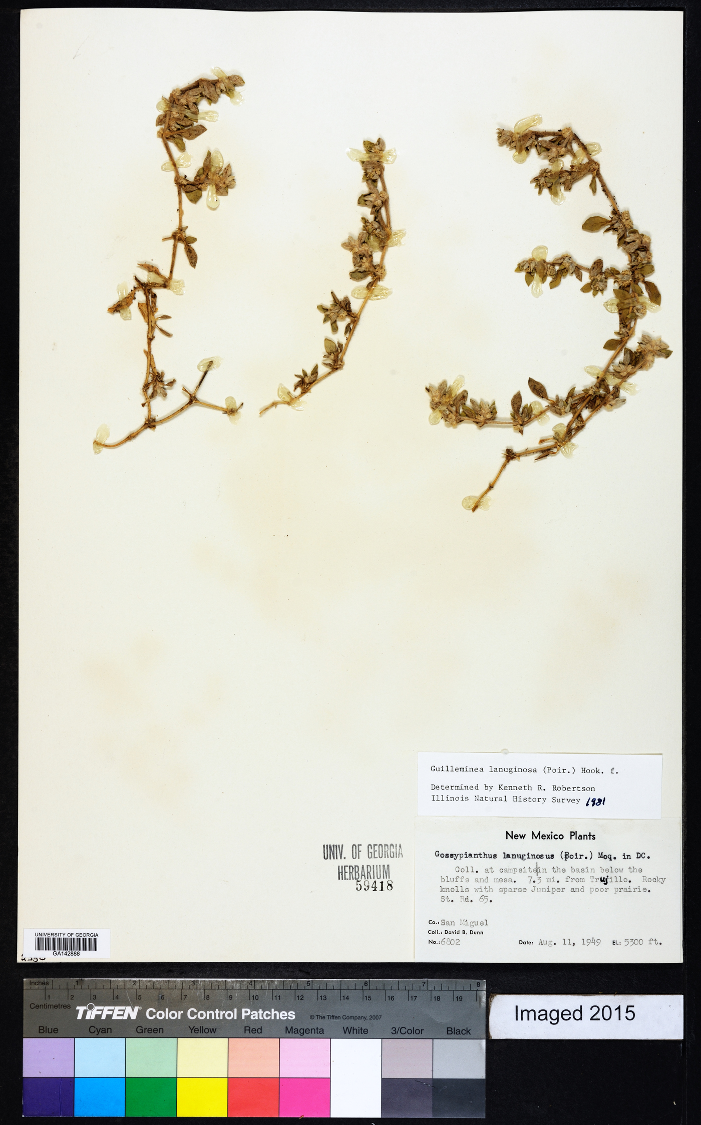 Gossypianthus lanuginosus image
