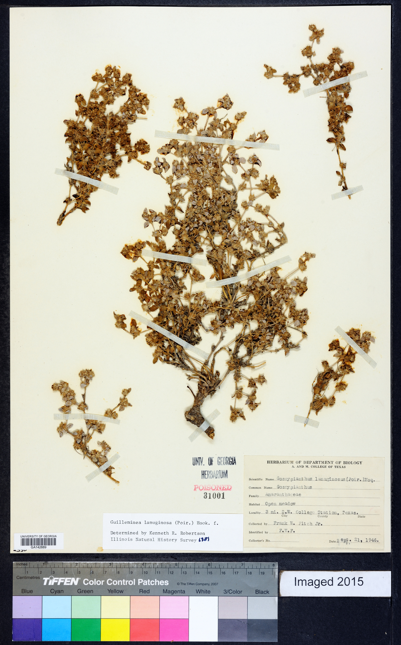 Gossypianthus image