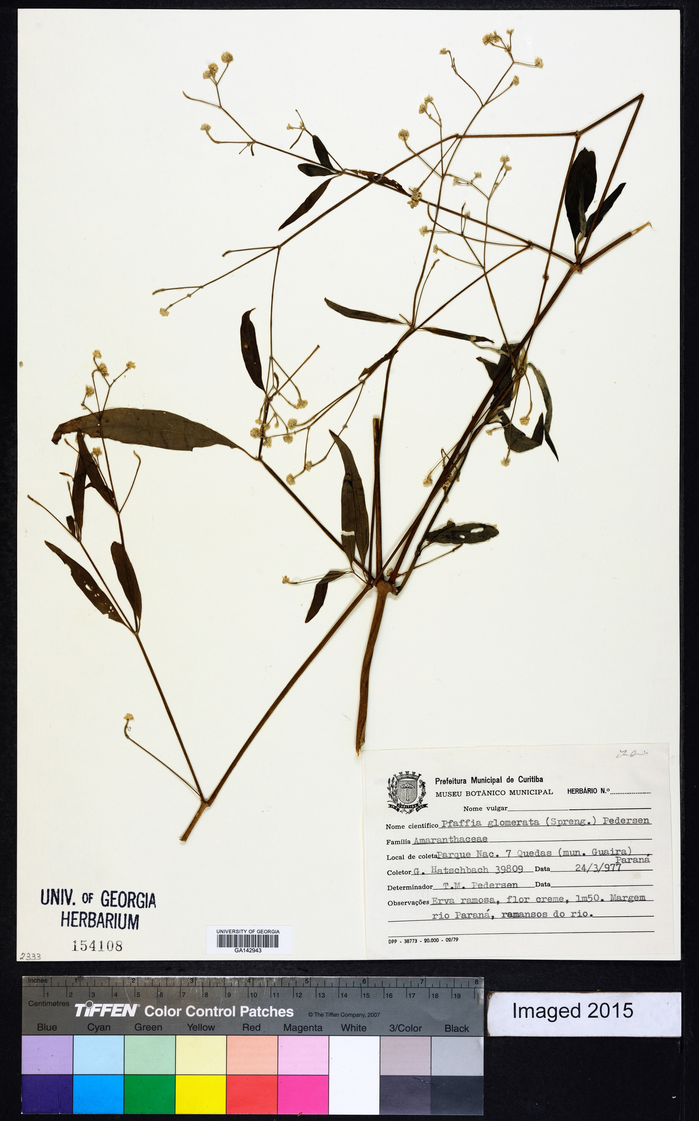 Pfaffia glomerata image