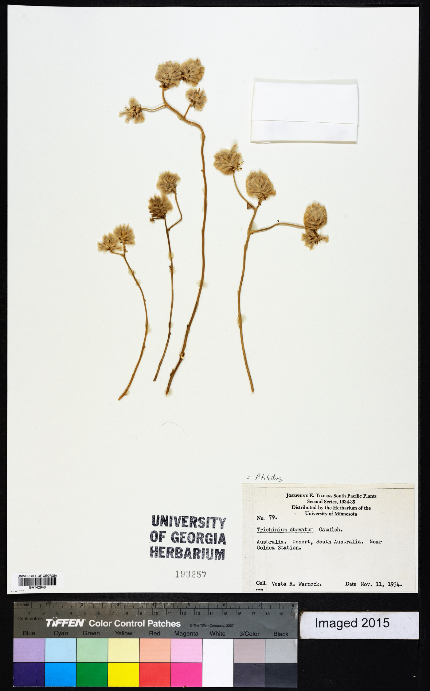 Ptilotus obovatus image