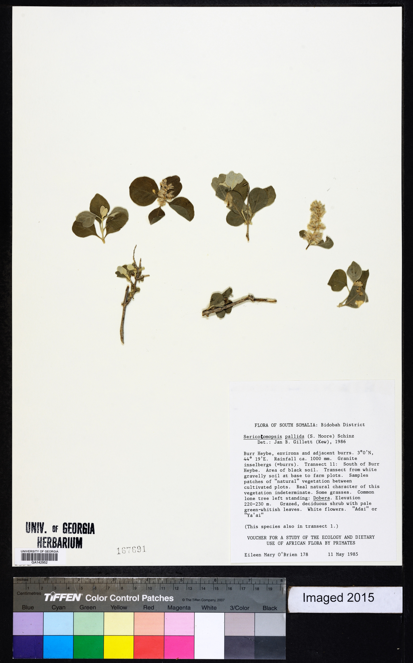 Sericocomopsis pallida image