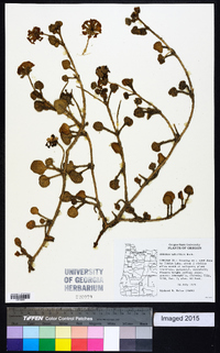 Abronia latifolia image
