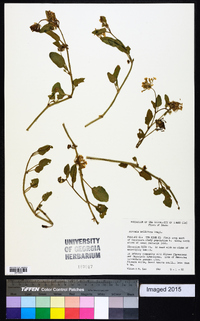 Abronia mellifera image