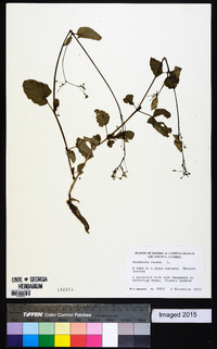 Boerhavia repens image