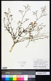 Boerhavia linearifolia image