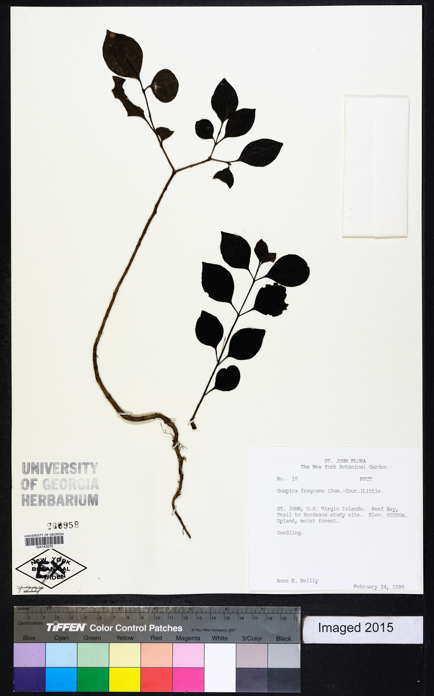 Guapira fragrans image