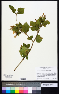 Mirabilis multiflora image