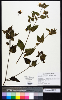 Mirabilis nyctaginea image