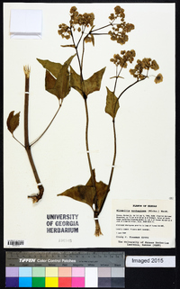 Mirabilis nyctaginea image