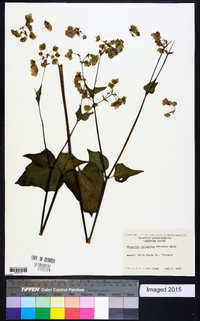 Mirabilis nyctaginea image