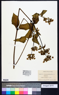 Mirabilis nyctaginea image