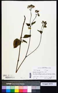 Mirabilis nyctaginea image