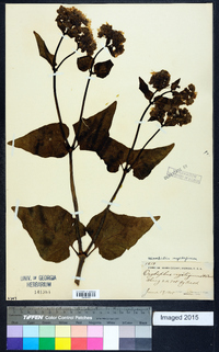 Mirabilis nyctaginea image