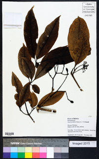 Neea ovalifolia image