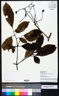 Neea ovalifolia image