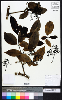 Neea ovalifolia image