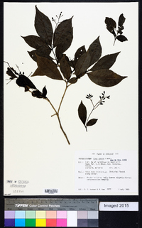 Neea ovalifolia image