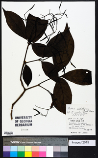 Pisonia umbellifera image