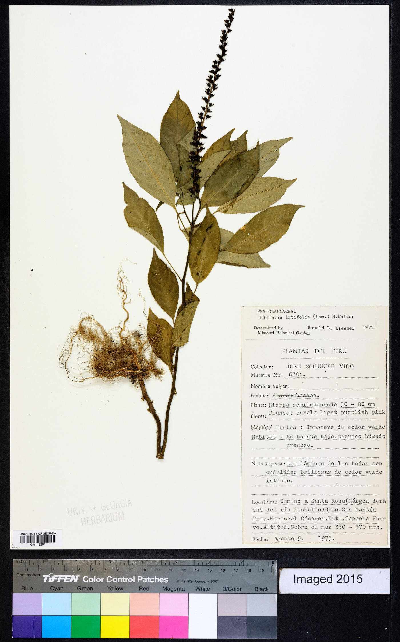 Hilleria latifolia image